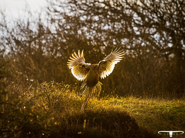 ceho-photography-pheasant